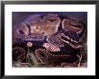A Ball Python by Taylor S. Kennedy Limited Edition Print