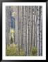 Aspen Grove With Early Fall Colors, Maroon Lake, Colorado, United States Of America, North America by James Hager Limited Edition Print