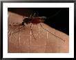 Close-Up Of A Mosquito Drinking Blood by Darlyne A. Murawski Limited Edition Print