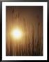View Of The Setting Sun Behind Tall Grasses by Bill Curtsinger Limited Edition Print