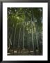 Bamboo Forest, Kamakura City, Kanagawa Prefecture, Japan by Christian Kober Limited Edition Print