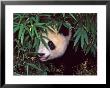Panda Cub In The Bamboo Bush, Wolong, Sichuan, China by Keren Su Limited Edition Print