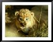 A Two-Week-Old Lion Cub With Blue Eyes by Beverly Joubert Limited Edition Print