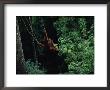 A Sub-Adult Male Orangutan Uses Vines To Swing From Tree To Tree by Michael Nichols Limited Edition Print