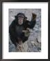 An Obliging Chimp Shows Off The Splayed Big Toe Typical Of Ape Feet by Kenneth Garrett Limited Edition Print
