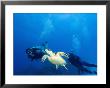 Scuba Divers With Hawksbill Turtle, Half Moon Caye, World Heritage Site, Barrier Reef, Belize by Stuart Westmoreland Limited Edition Print