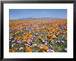 California Poppies And Other Wildflowers Fill A Scenic Landscape by Rich Reid Limited Edition Pricing Art Print