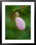 Pink Lady's Slipper Near Nurse Mountain, Granby, Vermont, Usa by Jerry & Marcy Monkman Limited Edition Print