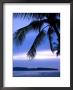 Sunset On Palm Trees Lining Beachfront At Pantai Cenang, Malaysia by Glenn Beanland Limited Edition Print