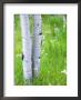 Aspen Trees And Wildflowers, Lake City, Colorado, Usa by Janell Davidson Limited Edition Print