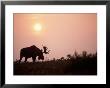 Moose Bull With Antlers Silhouetted At Sunset, Wildfire Smoke, Denali National Park, Alaska, Usa by Steve Kazlowski Limited Edition Print