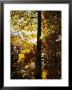 Hickory Tree In Golden Fall Color Along The Appalachian Trail by Raymond Gehman Limited Edition Print