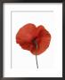 Common Poppy by Petra Wegner Limited Edition Pricing Art Print