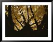 View Looking Up An Oak Tree Trunk At Highlighted Yellow Autumn Leaves by Stephen St. John Limited Edition Print