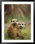 A Pair Of Captive Meerkats Keep Close Company by Roy Toft Limited Edition Print