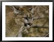 The Head Of A Mountain Lion by Dr. Maurice G. Hornocker Limited Edition Print