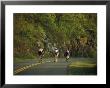 Cycling On The Blue Ridge Parkway by Raymond Gehman Limited Edition Print