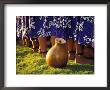 Hula Dancers, Kauai, Hawaii, Usa by John & Lisa Merrill Limited Edition Print