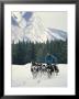 A Woman Driving A Dogsled In A Forest by Dugald Bremner Limited Edition Pricing Art Print