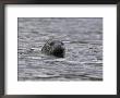 Common (Harbour) Seal, Phoca Vitulina, Wester Ross, Scotland, United Kingdom by Steve & Ann Toon Limited Edition Print