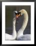 Mute Swan Pair, Courting At Martin Mere Wildfowl And Wetlands Trust Nature Reserve, Lancashire by Steve & Ann Toon Limited Edition Print