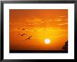 Frigate Birds Soaring At Sunrise, Cayos Cochinos, Islas De La Bahia, Honduras by Ralph Lee Hopkins Limited Edition Print