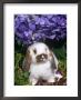 Baby Holland Lop Eared Rabbit, Amongst Hydrangeas, Usa by Lynn M. Stone Limited Edition Print