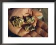 Gold Nuggets Mined In Alaska by George F. Mobley Limited Edition Print