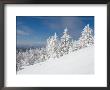 Snowy Trees On The Slopes Of Mount Cardigan, Canaan, New Hampshire, Usa by Jerry & Marcy Monkman Limited Edition Print