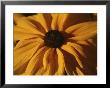 A Close View Of A Black-Eyed Susan Flower Side-Lit At Dawn by Stephen St. John Limited Edition Print