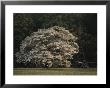 A Flowering Dogwood Spreads Its Branches Near Union Cannon by Sam Abell Limited Edition Print