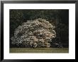 A Flowering Dogwood Spreads Its Branches Near Union Cannon by Sam Abell Limited Edition Print