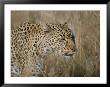 Close View Of A Leopard In Dry Grass by Roy Toft Limited Edition Pricing Art Print