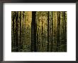 Woodland Scene by Randy Olson Limited Edition Print