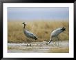 Pair Of Common Cranes Walking Through A Wet Patch Of Grassland by Klaus Nigge Limited Edition Print