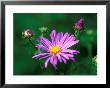 Aster X Frikartii Monch by Lynn Keddie Limited Edition Print