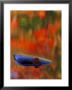 Rock And Autumn Reflections by Mark Hamblin Limited Edition Pricing Art Print