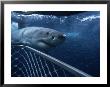 Great White Shark, With Cage, South Australia by Gerard Soury Limited Edition Print