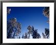 Snow Covered Pine Trees, Lapland, Finland by Daisy Gilardini Limited Edition Print