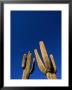 Saguaro Cactus (Carnegiea Gigantea) At White Tank Mountain Regional Park, Arizona, Usa by Mark Newman Limited Edition Print