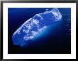 Aerial View Of Iceberg In Baffin Bay, Canada by Nicholas Reuss Limited Edition Print