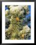 Fresh Snow On Pine Needles by Chuck Haney Limited Edition Print