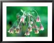 Allium Nectaroscordum, Flower Head by Lynn Keddie Limited Edition Pricing Art Print