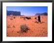 Bedouin Woman Herding Flock Of Sheep And Goats Between, Wadi Rum National Reserve, Jordan by Mark Daffey Limited Edition Print