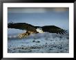 An American Bald Eagle Soars Above The Shoreline by Klaus Nigge Limited Edition Print