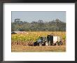Harvesting Sugarcane Near Hervey Bay, Queensland, Australia by David Wall Limited Edition Print