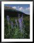 Close View Of A Larkspur Flower, Delphinium Species by Raymond Gehman Limited Edition Print