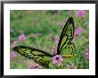 A Captive Birdwing Butterfly Lands On A Pink Flower by Roy Toft Limited Edition Pricing Art Print