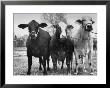 Crossbreeding Of Brahmin Stock, Bragus And Braford by Cornell Capa Limited Edition Print