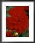 Dahlia Murdock, Close-Up Of Scarlet Red Flower With Bud On Green Stem by Mark Bolton Limited Edition Print